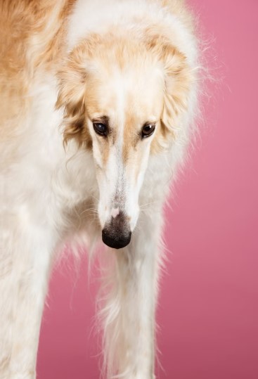 Behold the Snoots: Celebrating Dogs with Delightfully Long Noses